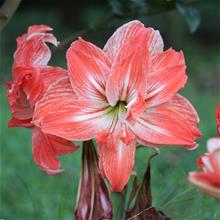 Bild Amaryllis 'Lady Jane Double' 1st