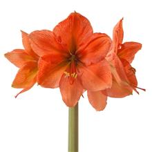 Bild Amaryllis 'Rilona Galaxy' 1st