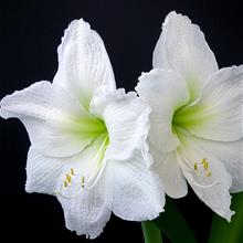 Bild Amaryllis 'Antarctica' 1st