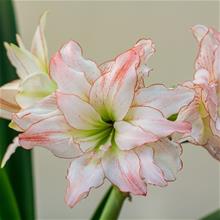 Bild Amaryllis 'Aphrodite' 1st