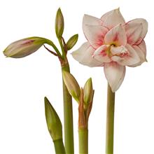 Bild Amaryllis 'Elvas' 1st