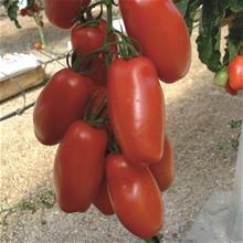 Bild Tomat (San Marzano) 'Pozzano' yrkesodlarfrö