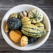 Bild Prydnadspumpa 'Harrowsmith Selected' yrkesodlarfrö