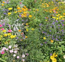 Bild Fjäril- och Bi Mix 100g