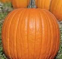 Bild Halloweenpumpa 'Sankt Martin F1' yrkesodlarfrö