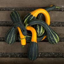 Bild Prydnadspumpa 'Spoon' yrkesodlarfrö