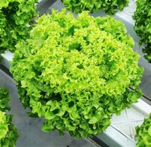 Bild Sallat Lollo Bionda 'Jokary F1' yrkesodlarfrö