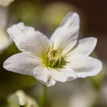 Bild Klematis 'Tai Yang Boulevard' 9cm kruka