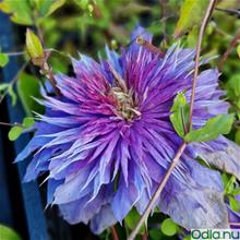Bild Klematis (Tidiga Storblom.-Gr.) 'Multi Blue' 9cm kruka