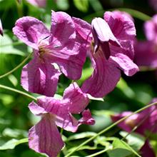 Bild Klematis (Viticella-Gr.) 'Krakowiak PBR ' 9cm kruka