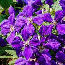 Bild Klematis (Sena-Storbl.-Gr.) 'Jackmanii' 9cm kruka