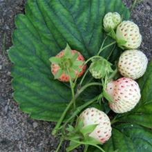 Bild Jordgubbe 'Bianca' E 9cm kruka