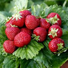 Bild Jordgubbe 'Honeoye' E 7cm kruka