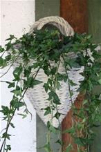 Bild Pilevägg, Ljus- Stor