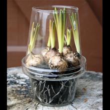 Bild Glasplantering med lock 12x16cm