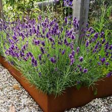 Bild Kantlist Corten 100 x 18cm 3-p