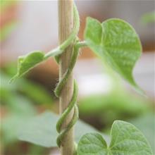 Bild Weibulls Blompinne 30cm,- 10st