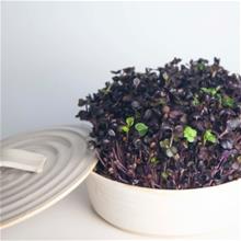 Bild Sproutly: Ellens Skottfat