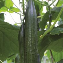 Bild Växthusgurka 'Galaxy F1' yrkesodlarfrö