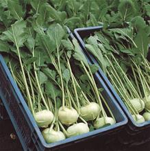 Bild Kålrabbi 'Olivia' F1 yrkesodlarfrö