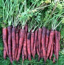 Bild Morot 'Malbec' F1 yrkesodlarfrö