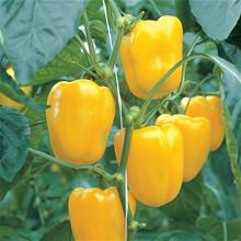 Bild Paprika 'Fiesta' F1 yrkesodlarfrö