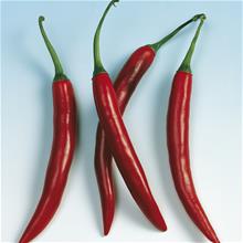 Bild Chili 'Hyffae' F1 yrkesodlarfrö