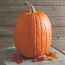 Bild Halloweenpumpa 'Viking' F1 yrkesodlarfrö