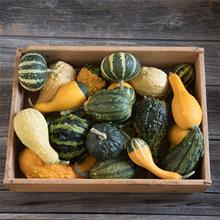 Bild Prydnadspumpa 'Ornamental Gourds' yrkesodlarfrö