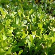 Bild Sallatsmix (grön) Hortomix grön yrkesodlarfrö