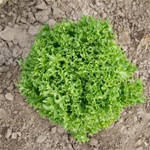 Bild Sallat (Eazyleaf ) 'Ezrilla' yrkesodlarfrö