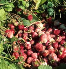 Bild Parksmultron 'Askungen' E 9cm kruka