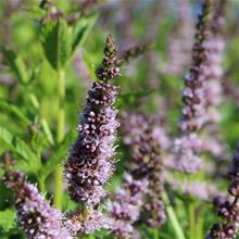 Bild Grönmynta 'Färge' 7cm kruka