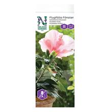 Bild Nelson Garden Flugfälla Fönster