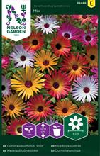 Bild Doroteablomma Mix frö