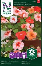 Bild Flitiga Lisa 'Cha Cha' F1 frö