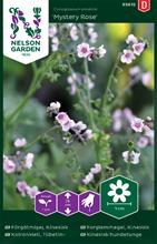 Bild Förgätmigej 'Mystery Rose' frö