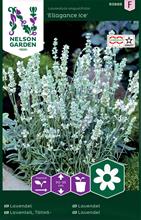 Bild Lavendel 'Ellagance Ice' frö