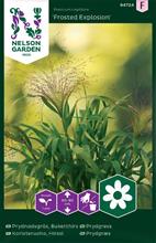 Bild Prydnadsgräs 'Frosted Explosion' frö