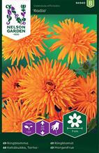 Bild Ringblomma 'Radio' frö