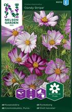 Bild Rosenskära 'Candy Stripe'