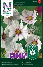 Bild Rosenskära 'Daydream' frö