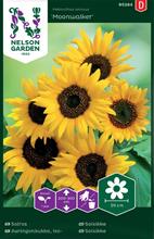 Bild Solros (Hög) 'Moonwalker' frö