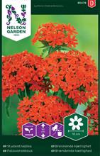 Bild Studentnejlika Red frö