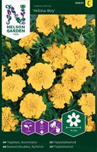 Bild Sammetstagetes 'Yellow Boy' frö