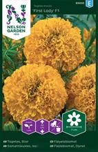 Bild Tagetes 'First Lady' F1