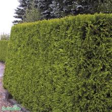 Bild Tuja 'Brabant' 80-100 cm 10-pack