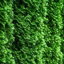 Bild Tuja 'Smaragd' 80-100 cm 100-pack