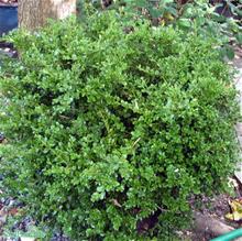 Bild Småbladig buxbom 'Faulkner' 20-30 cm 10-pack