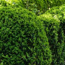 Bild Buxbom 15-20 cm 10-pack